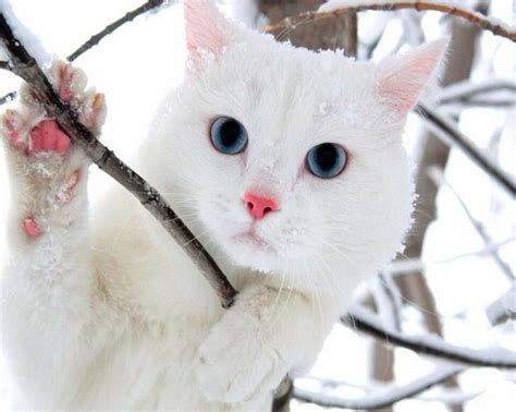 Want to discover art related to ojos_azules_cat? Blanco | Gatitos lindos, White cat, Gatos