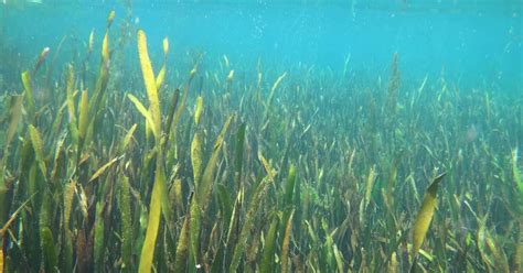 Underwater Ocean Plants