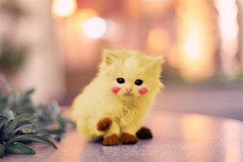 Pikachu Kitty Pikachu Cat Beautiful Kittens Kittens Cutest