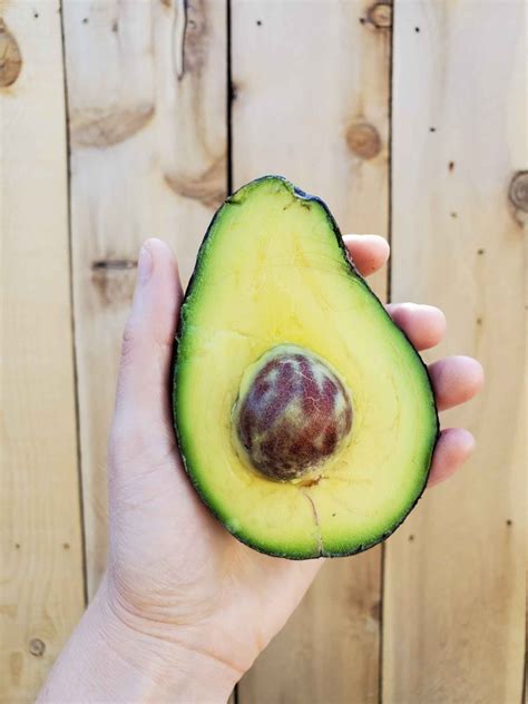 Unless you live in tropical and subtropical zones, avocados are best planted. How to Grow Avocados: Tree Varieties, Climate, Planting ...