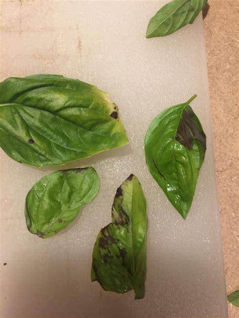 My Basil Has Black Spots Is It Safe To Eat Gardening