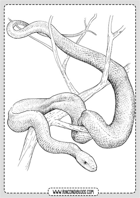 Dibujos de Serpientes para Colorear Rincon Dibujos Dibujo de