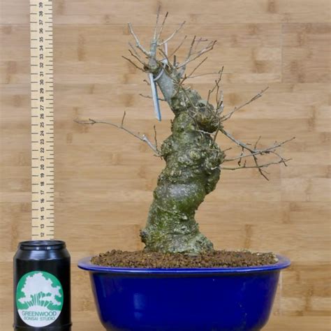 Deciduous Holly Bonsai Greenwood Bonsai Studio