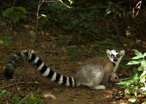 Visit Berenty Reserve in Madagascar | Audley Travel