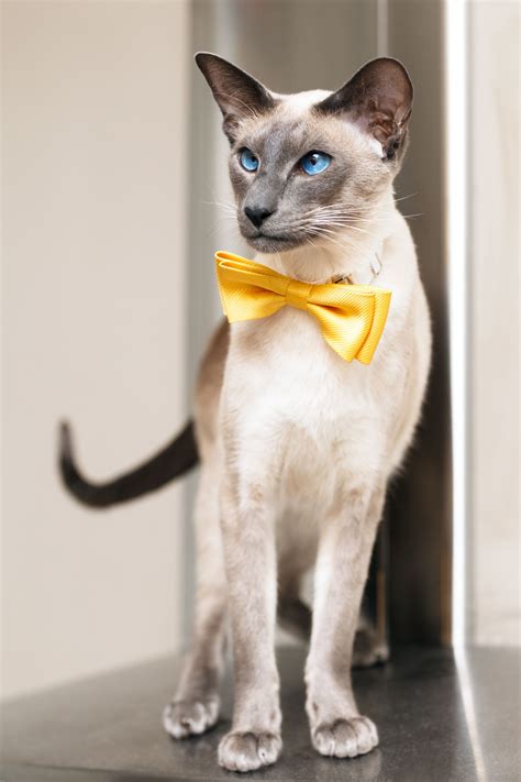 Are Snowshoe Siamese Cats Hypoallergenic Cat Meme Stock Pictures And