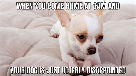 14 Sad Dog Memes A Collection Of The Saddest Dogs On The Internet