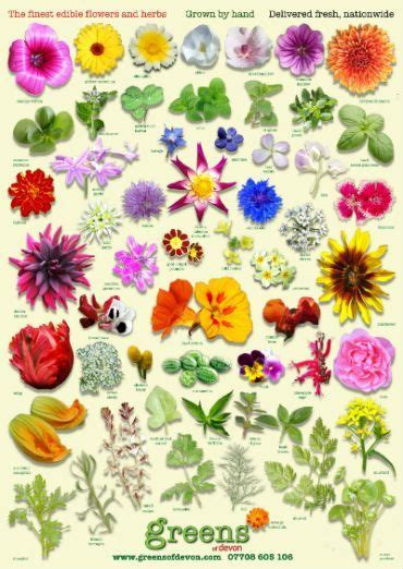 42 Flowers You Can Eat Edible Flower Garden Edible Flowers Recipes