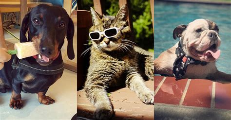 Seven tips to keep your pets cool through a scorching ...