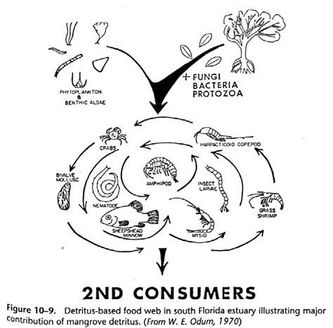 Ecology And Food Webs In Wetlands