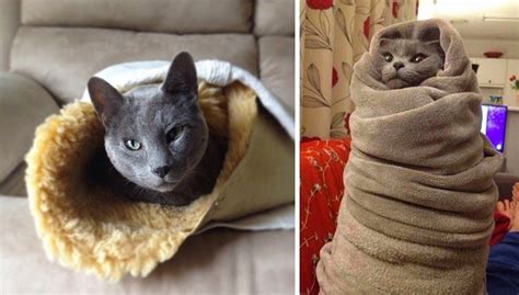 I Used To Be Scared Of Cats All About Burrito Cats Purrito With