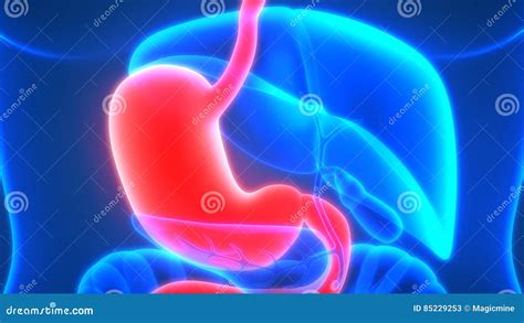 Human Digestive System Stomach Anatomy Posterior View Stock