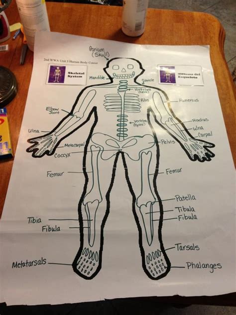 Skeletal Systemjj 4th Grade Science Elementary Science Teaching