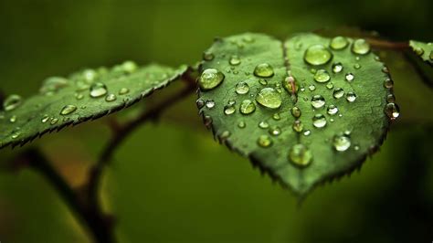 Download Water Drop On Leaf Wallpapers 3d Hd Nature Wallpapers Mobile
