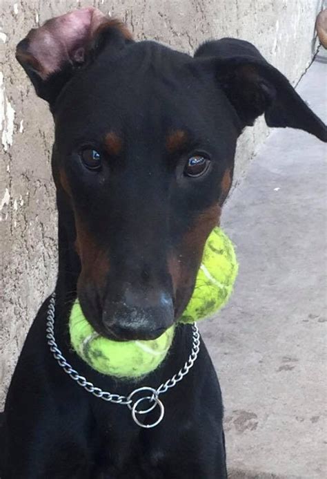 › dobermans for adoption in shelters. Doberman Pinscher Puppies For Sale | Phoenix, AZ #182275