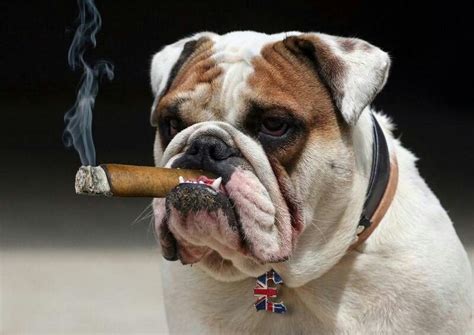 The English Bulldog Bulldog Bulldog Breeds English Bulldog