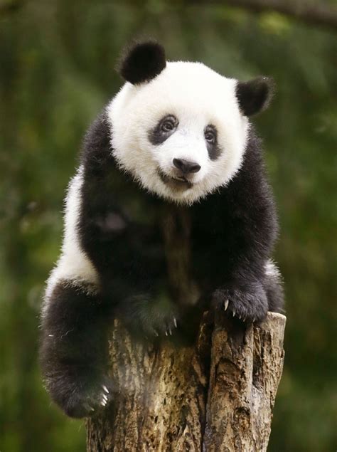 Giant Panda Cub Xiang Xiang At Tokyo Zoo Turns 1 Year Old