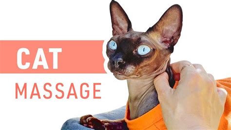 How To Give A Cat Massage Cat Massage Cats Scooby