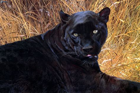 Scopri ricette, idee per la casa, consigli di stile e altre idee da provare. Schwarzer Panther