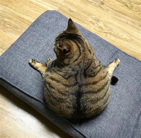 The best part about animals is that they're unpredictable and therefore totally hilarious. World's Greatest Gallery of Round Animals (Not Photoshopped!)