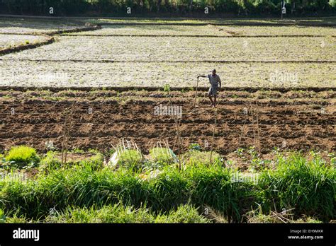 Sri Lankan Farmers Preparing Paddy Fields For Planting Stock Photo Alamy