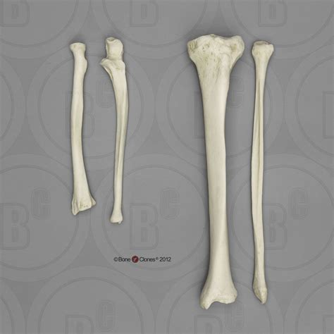 Fibula Bone Anatomy