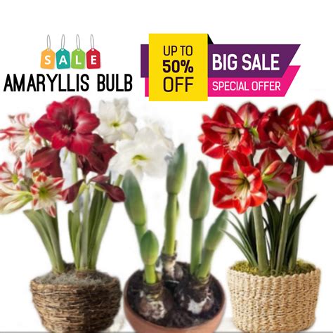 Bliss Flowers Bulbs - Home