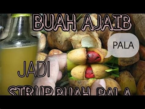 13 likes · 9 talking about this. Tutorial limbah pala jadi sirup buah pala - YouTube