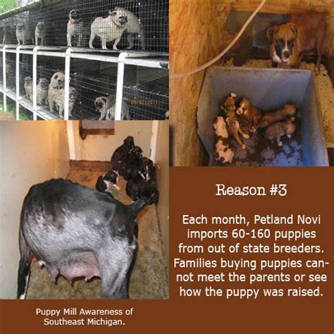 Petland animals come from puppy mills. Puppy Mill Awareness Southeast Michigan: Top Ten Reasons ...