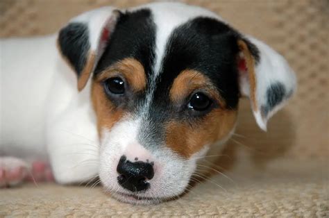 Jack Russel Puppies Available