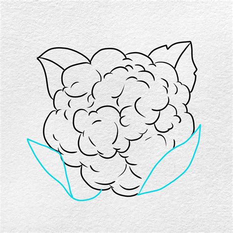 Cauliflower Drawing - HelloArtsy