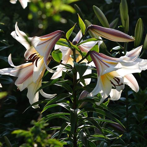 Trumpet Lily Regale Regal Lily With Images Trumpet