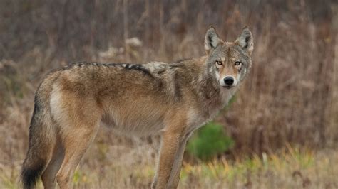 Coyote Wolf Hybrid Black
