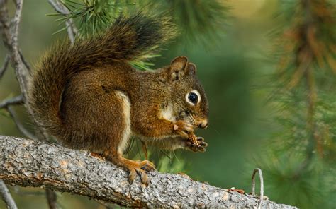 Wallpaper Nature Branch Wildlife Whiskers Lunch Rodent Chipmunk