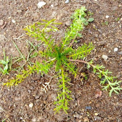 Maca Lepidium Meyenii The Cultivariable Growing Guide