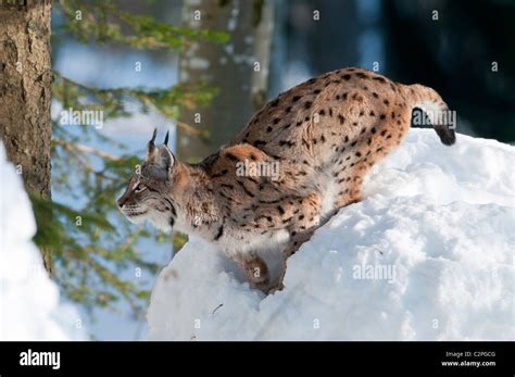 Eurasischer Luchs Oder Nordluchs Lynx Lynx Eurasien Lynx Stock Photo
