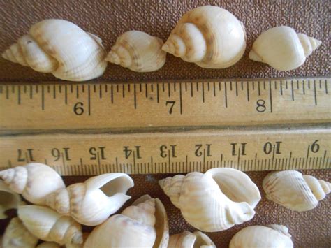 Lightweight Spiral Sea Shells 200 From Talisonstreasures On Etsy Studio