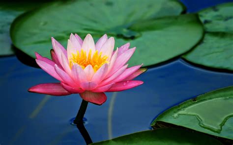 Lotus And Lily Pads Hd Wallpaper Background Image 1920x1200 Id