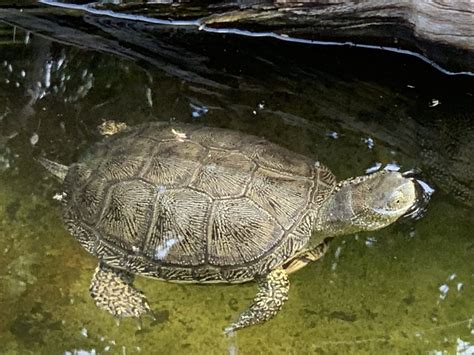 European Pond Turtle Zoochat