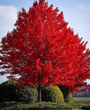 Zone 9 vines for shade: Trees For Zone 9 For Sale - 2 Trees For $17.99 | Fast ...