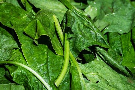 Vamos a aprender a cocer espinacas frescas. Cómo cocinar las espinacas congeladas