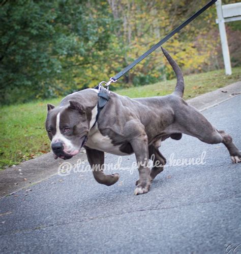 The american bully is a recently formed companion dog breed, originally recognized in 2004 by the american bully kennel club (abkc) and followed by the european bully kennel club (ebkc). Interview With Diamond Pride Kennel About Bully Breeding