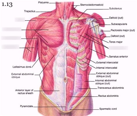 Upper Arm And Chest Muscle Diagram Quizlet