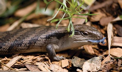 Eastern Blue Tongue Lizard Australian Animals Nsw National Parks