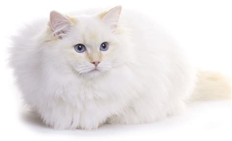 Ragdoll cats that are cream colored may be the easiest to name. White Cat Breeds - The Most Popular White Cat Breeds And ...