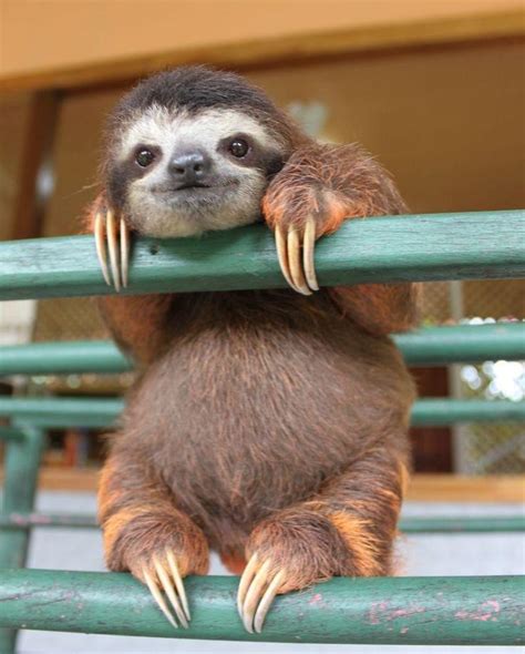 Slightly Fat Baby Sloth Raww