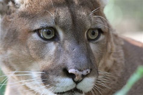 All of our cats/kittens are in my home with me which means when you choose one of our babies they breeding parents are best quality and are cage free as part of the family. Big Cat Rescue Texas - Cat and Dog Lovers