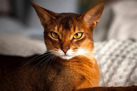 Abyssinian Cat Home Care 8 Crucial Facts By Jennifer Wilson Medium