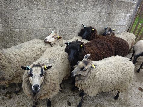 Gimmer Ewes And Ewes With Lambs For Sale Shetland Sheep Society