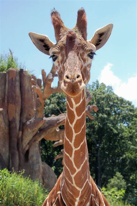1000 Images About Knoxville Zoo On Pinterest