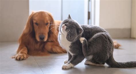 Kedi Ve Köpeklerde Pire Ve Önemi